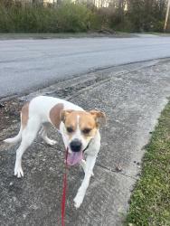 Found/Stray Female Dog last seen Glenwood Elementary, Oak Ridge, TN 37830
