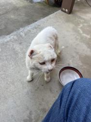 Found/Stray Unknown Cat last seen Garfield, Carmichael, CA 95608