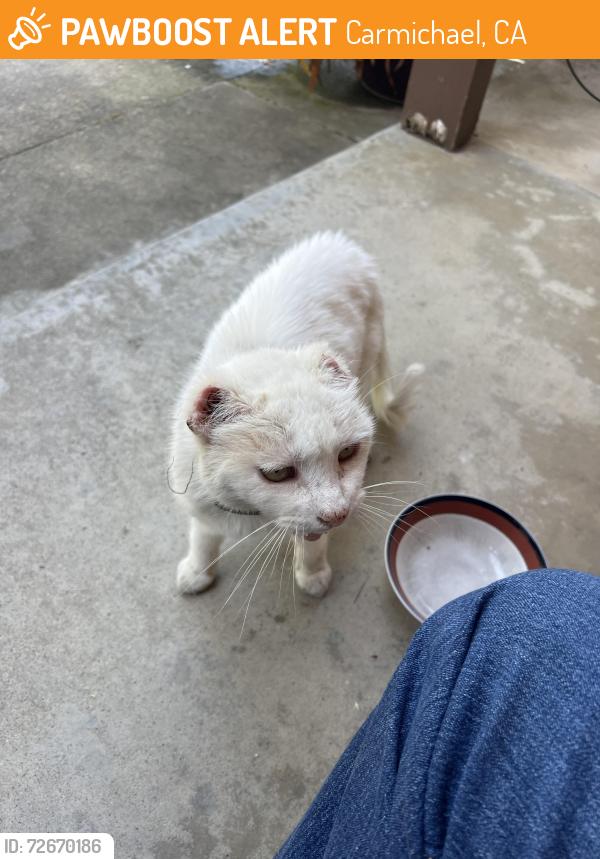 Found/Stray Unknown Cat last seen Garfield, Carmichael, CA 95608