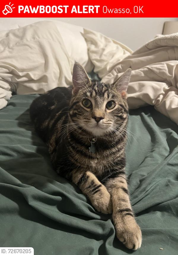 Lost Male Cat last seen 76th and 129th, Owasso, OK 74055