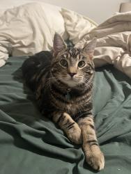 Lost Male Cat last seen 76th and 129th, Owasso, OK 74055