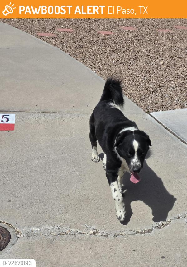 Found/Stray Male Dog last seen La Mirada and Equestre, El Paso, TX 79932