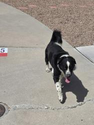 Found/Stray Male Dog last seen La Mirada and Equestre, El Paso, TX 79932