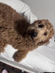 Lost Male Dog last seen Barlow and Edith nankipoo rd, Ripley, TN 38063