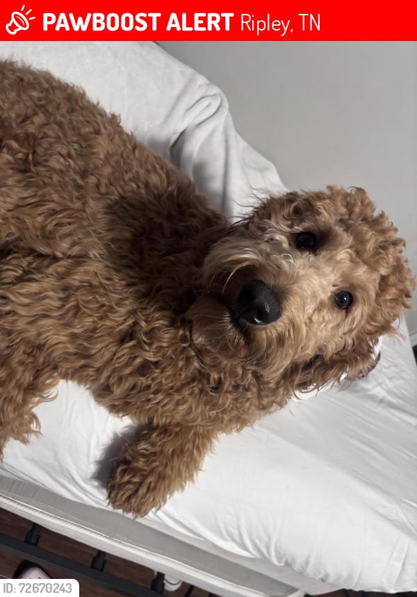 Lost Male Dog last seen Barlow and Edith nankipoo rd, Ripley, TN 38063