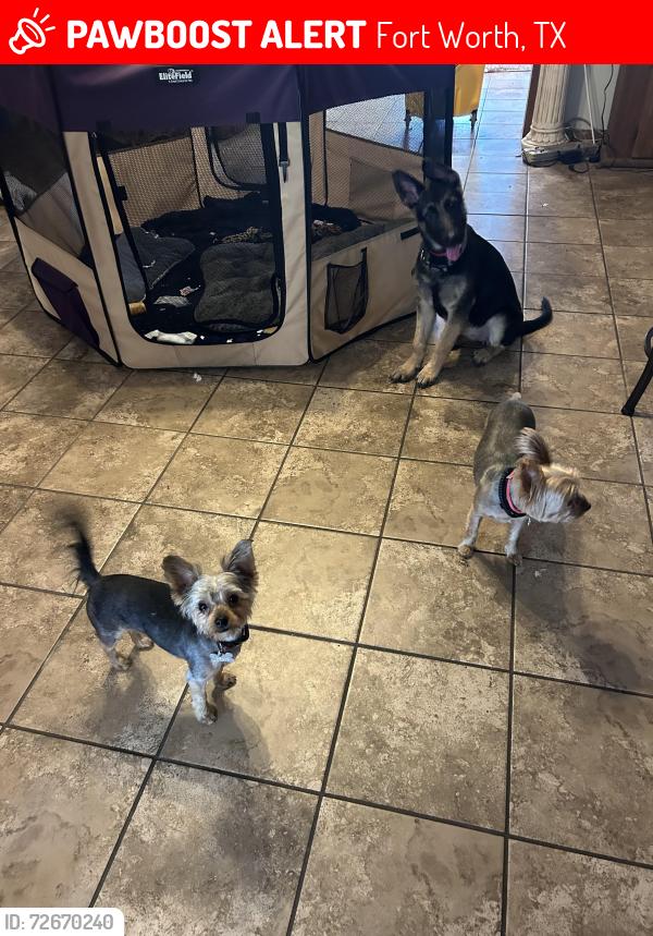 Lost Male Dog last seen Near seminary dr, Fort Worth, TX 76115