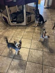 Lost Male Dog last seen Near seminary dr, Fort Worth, TX 76115