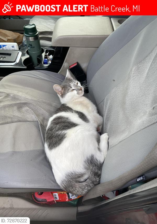 Lost Male Cat last seen Broad St and Radley, Battle Creek, MI 49017