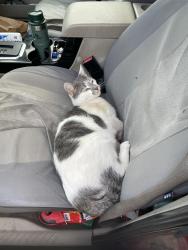 Lost Male Cat last seen Broad St and Radley, Battle Creek, MI 49017