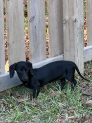 Lost Female Dog last seen Hey 1788 and cr 1285, Midland, TX 79706