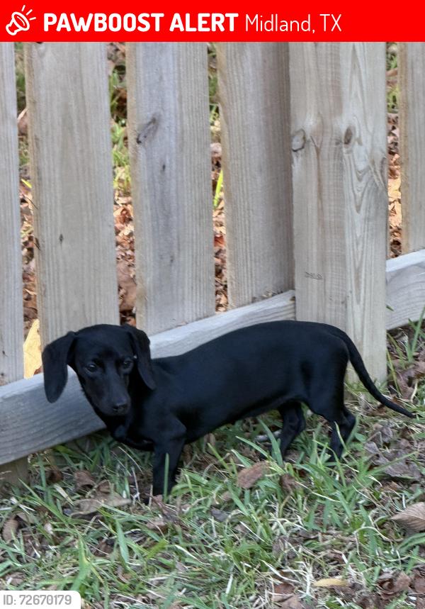 Lost Female Dog last seen Hey 1788 and cr 1285, Midland, TX 79706