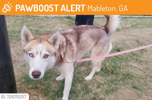 Found/Stray Female Dog last seen River line park, Mableton, GA 30126