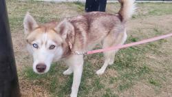 Found/Stray Female Dog last seen River line park, Mableton, GA 30126