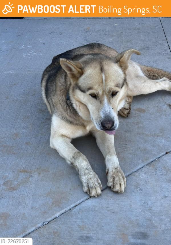 Found/Stray Male Dog last seen Highway 9 and Bible Church Rd , Boiling Springs, SC 29316