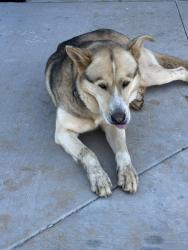 Found/Stray Male Dog last seen Highway 9 and Bible Church Rd , Boiling Springs, SC 29316