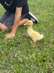 Found/Stray Unknown Bird last seen Se Sunflower st , Port St. Lucie, FL 34952