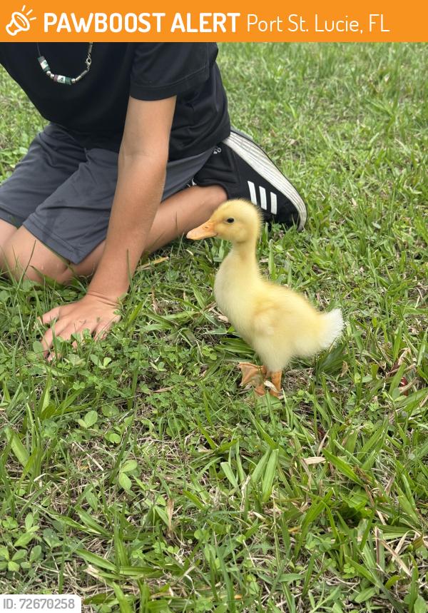 Found/Stray Unknown Bird last seen Se Sunflower st , Port St. Lucie, FL 34952