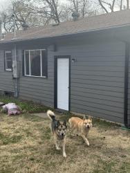 Found/Stray Male Dog last seen 13th and Ridge, Wichita, KS 67212