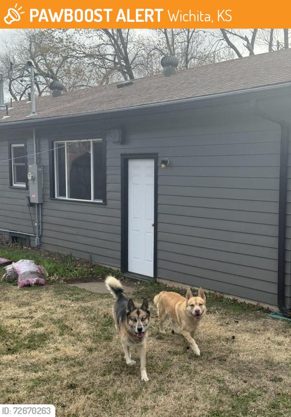Found/Stray Male Dog last seen 13th and Ridge, Wichita, KS 67212