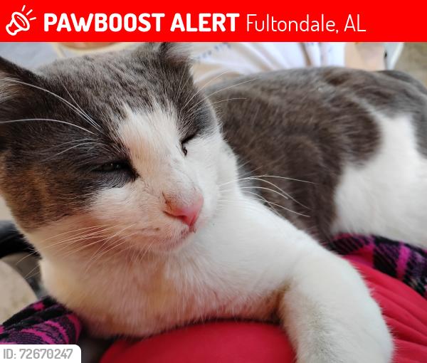 Lost Male Cat last seen Across from the fire station down the hill 2nd hse on left, Fultondale, AL 35068