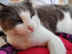 Lost Male Cat last seen Across from the fire station down the hill 2nd hse on left, Fultondale, AL 35068