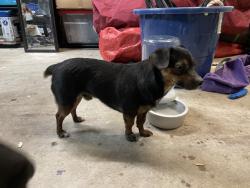 Found/Stray Male Dog last seen Jester Farms Park, Round Rock, TX 78664
