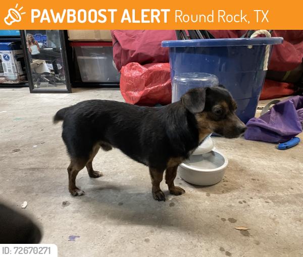 Found/Stray Male Dog last seen Jester Farms Park, Round Rock, TX 78664