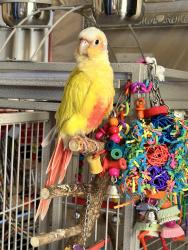 Lost Unknown Bird last seen Montgomery and Eubank  , Albuquerque, NM 87111