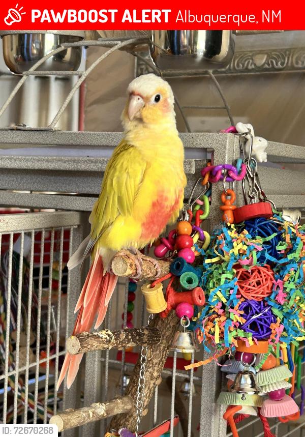 Lost Unknown Bird last seen Montgomery and Eubank  , Albuquerque, NM 87111
