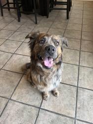 Found/Stray Female Dog last seen Academy , Albuquerque, NM 87111