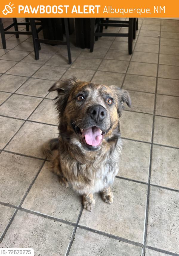 Found/Stray Female Dog last seen Academy , Albuquerque, NM 87111