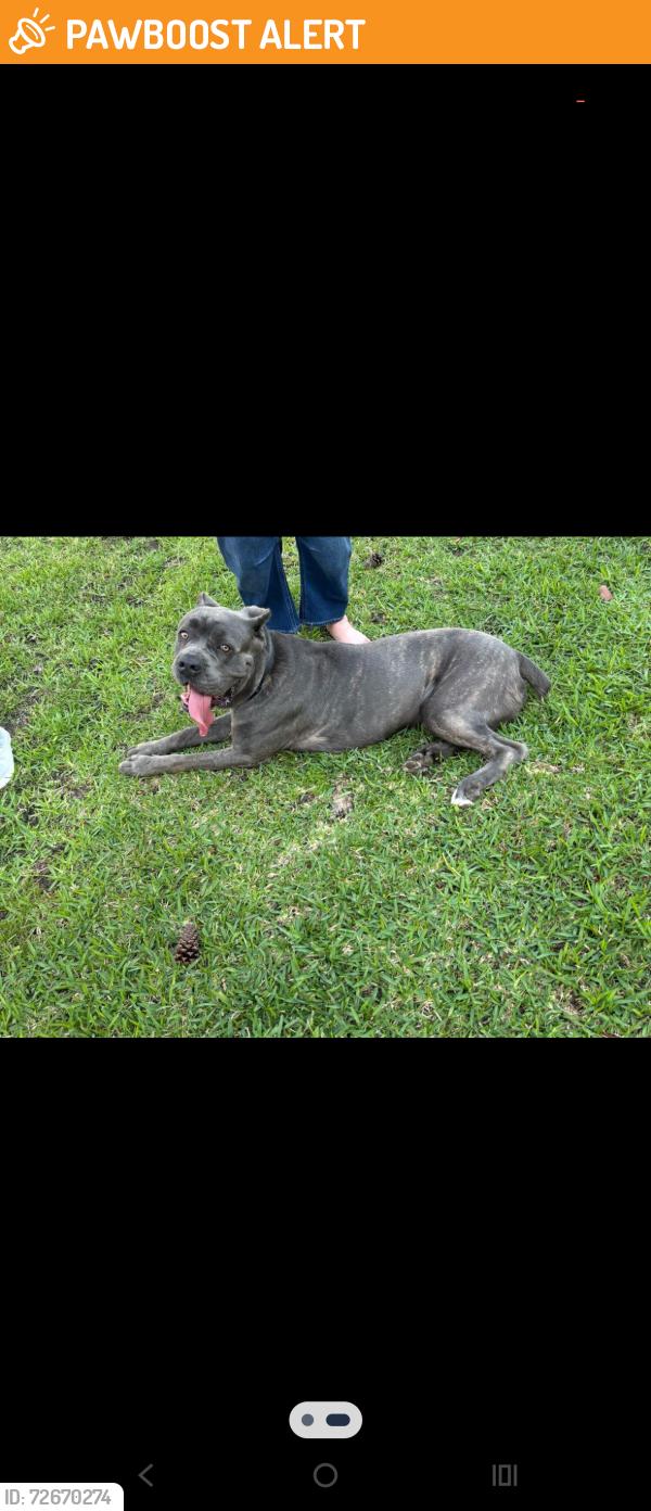 Found/Stray Male Dog last seen Herts Rd, Champion Forest, TX 77069