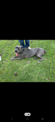 Found/Stray Male Dog last seen Herts Rd, Champion Forest, TX 77069