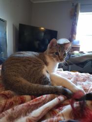 Lost Male Cat last seen Jay D Birds, Weirsdale, FL 32195