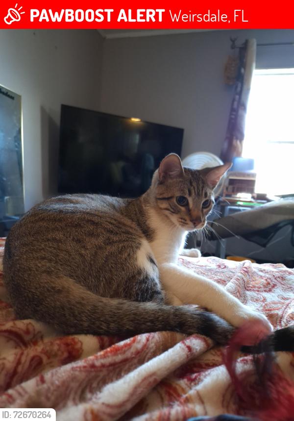 Lost Male Cat last seen Jay D Birds, Weirsdale, FL 32195