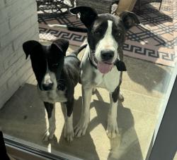 Found/Stray Male Dog last seen Marsh/Forest, Dallas, TX 75234