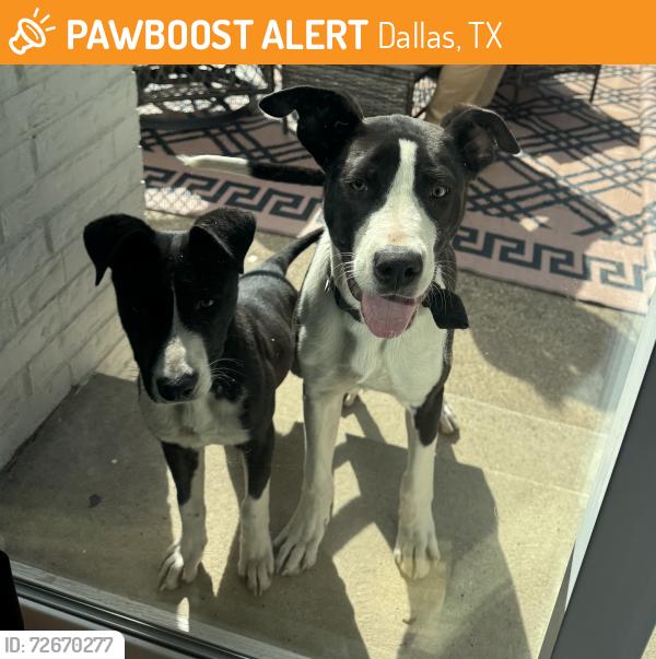 Found/Stray Male Dog last seen Marsh/Forest, Dallas, TX 75234