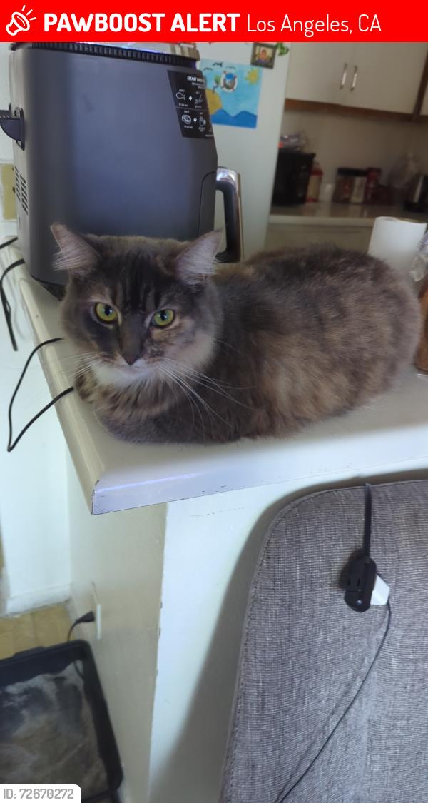 Lost Female Cat last seen W 8th st S Grand view st, Los Angeles, CA 90057