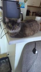 Lost Female Cat last seen W 8th st S Grand view st, Los Angeles, CA 90057