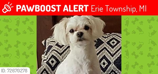 Lost Female Dog last seen Dixie highway and lotus Erie mi , Erie Township, MI 48133