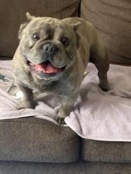 Found/Stray Male Dog last seen 13thst and bell, Highland, CA 92346