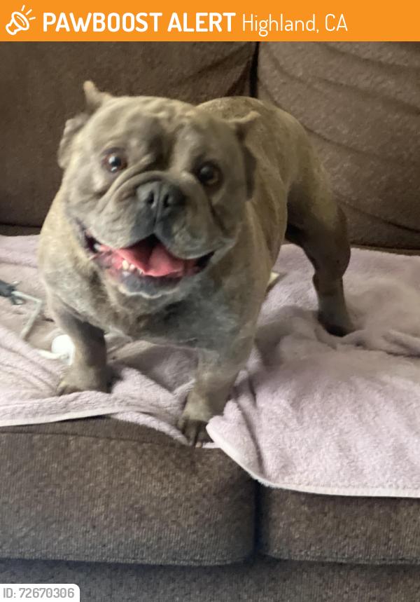 Found/Stray Male Dog last seen 13thst and bell, Highland, CA 92346
