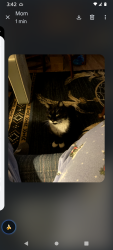 Lost Male Cat last seen Myrtle , Spokane, WA 99217