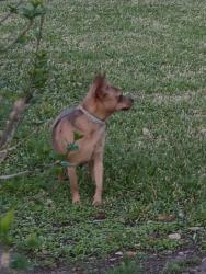 Found/Stray Female Dog last seen Fairfield in between Locke and Kenwicke, Fort Worth, TX 76116
