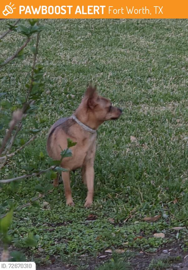 Found/Stray Female Dog last seen Fairfield in between Locke and Kenwicke, Fort Worth, TX 76116