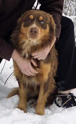 Lost Male Dog last seen County rd 211, Little Falls, MN 56345