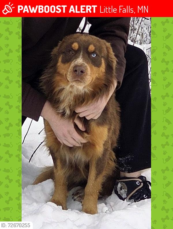 Lost Male Dog last seen County rd 211, Little Falls, MN 56345