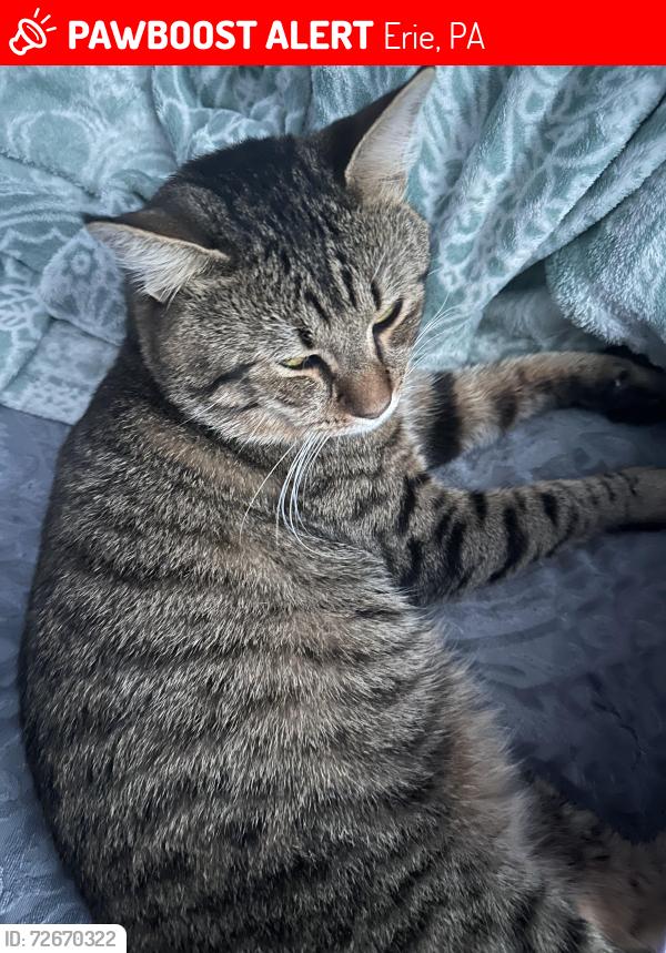 Lost Male Cat last seen East 41st street, Pine Ave, Lewis Street, Briggs Ave, Erie, PA 16510
