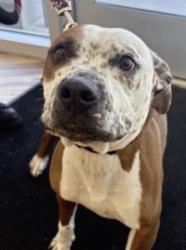 Found/Stray Female Dog last seen Forestdale, Richardson, TX 75081