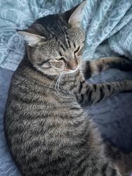 Lost Male Cat last seen East 41st street, Pine Ave, Lewis Street, Briggs Ave, Erie, PA 16510